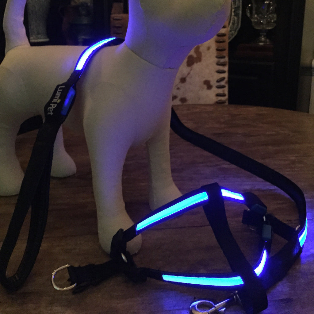 Lumi LED illuminated harnes and leash ,lighted Blue