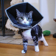 Cat Comfy Cone on a cat size 4.5" neck