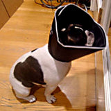 French Bulldog medium size