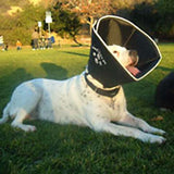 xxLarge dog size