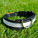 Lumi illuminated LED collar daylight front detail